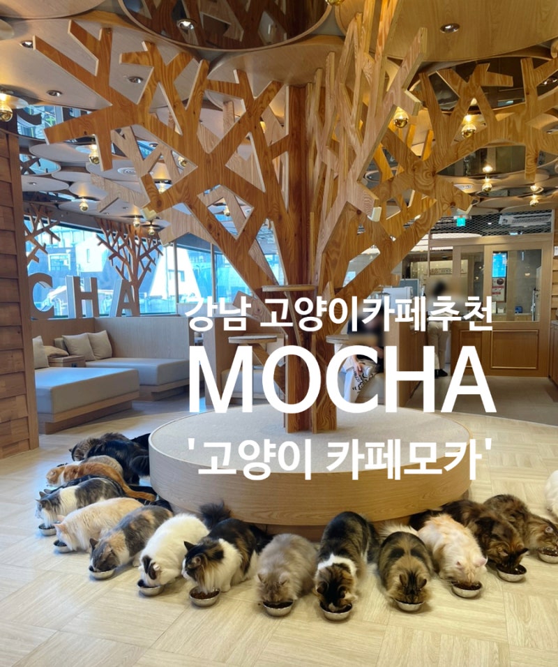 강남 고양이 카페 추천 '고양이 카페모카 강남점' 아이랑