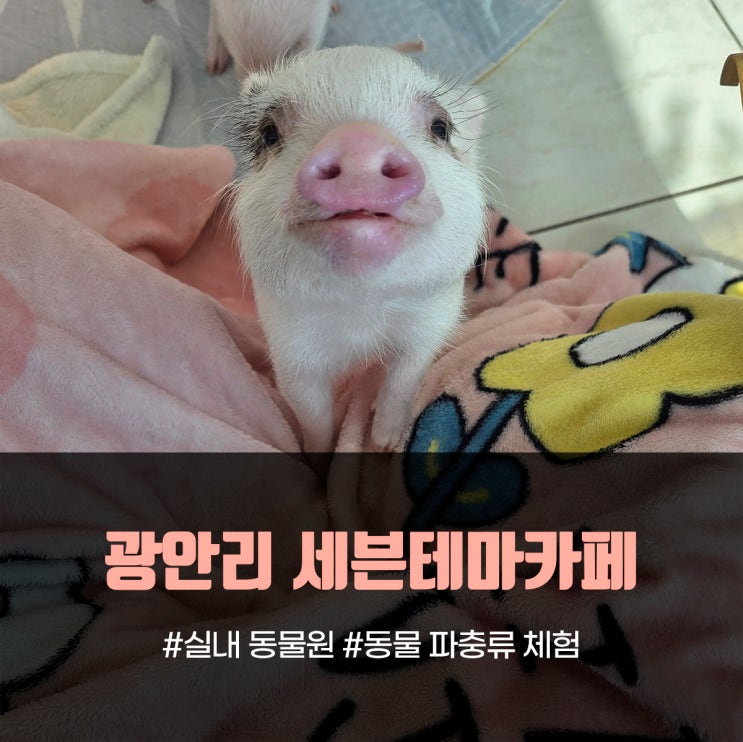  7살 아들 "엄마 여기 매일 오면 안 돼?" 광안리 세븐테마카페 후기
