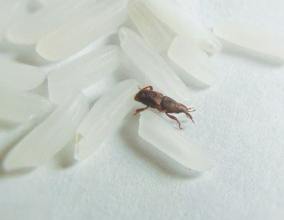 쌀벌레 잡는, 나오는, 죽이는, 죽는, 가득한 꿈 해몽
