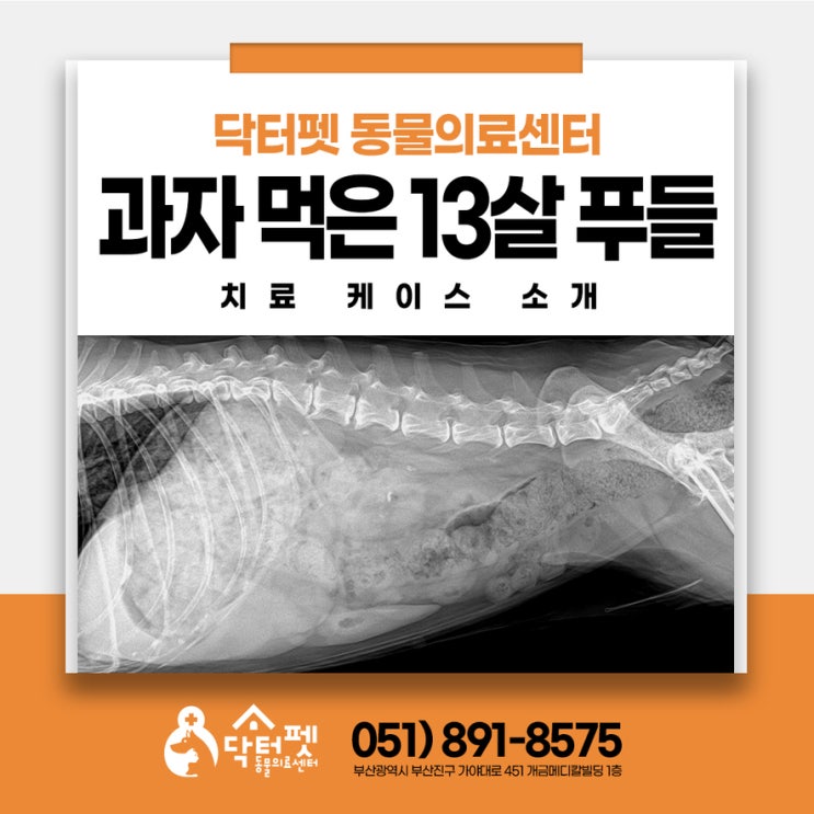 과자 먹은 13살 푸들 초콜릿 견과류 이물섭취 부산 냉정역 24시동물병원