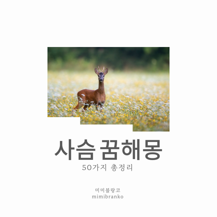  사슴 꿈해몽