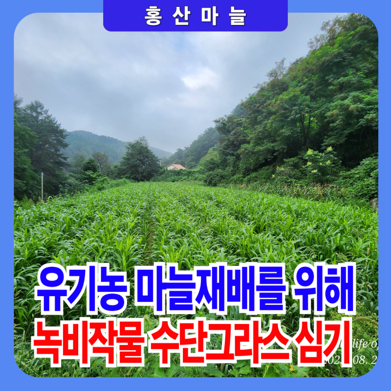 유기농 홍산마늘 재배를 위해 녹비작물 수단그라스 심어 땅속에 넣기