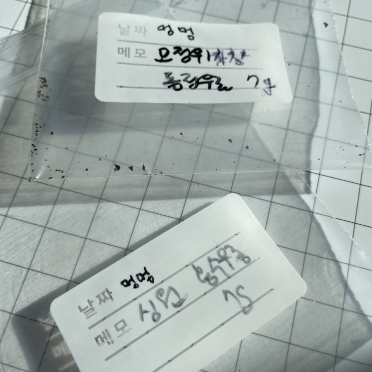  동정우롱(오정위 차장) + 심원 홍수우롱