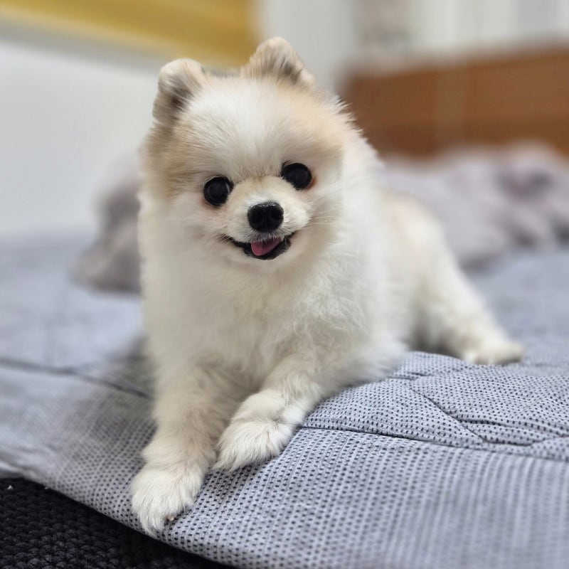 강아지 슬개골 탈구 증상 운동, 보호대 효과는?