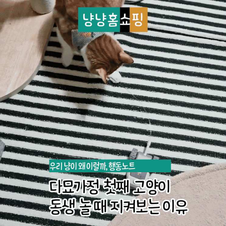  다묘가정 첫째 고양이, 동생이 놀 때 가만히 보는 이유