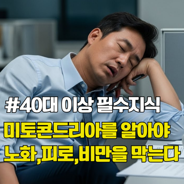  40대라면 꼭 알아야할 미토콘드리아 뜻과 기능 완벽이해