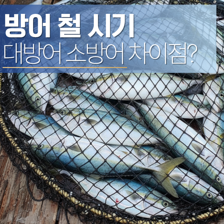  방어철 시기 효능 대방어 소방어 차이