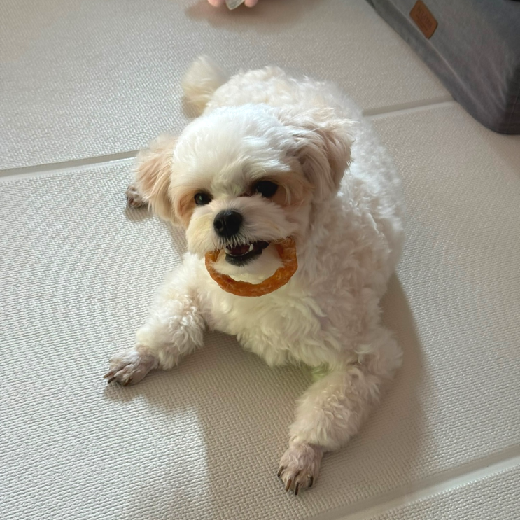  강아지 슬개골 매트 고를때 보호자가 꼭 알아야 할 5가지
