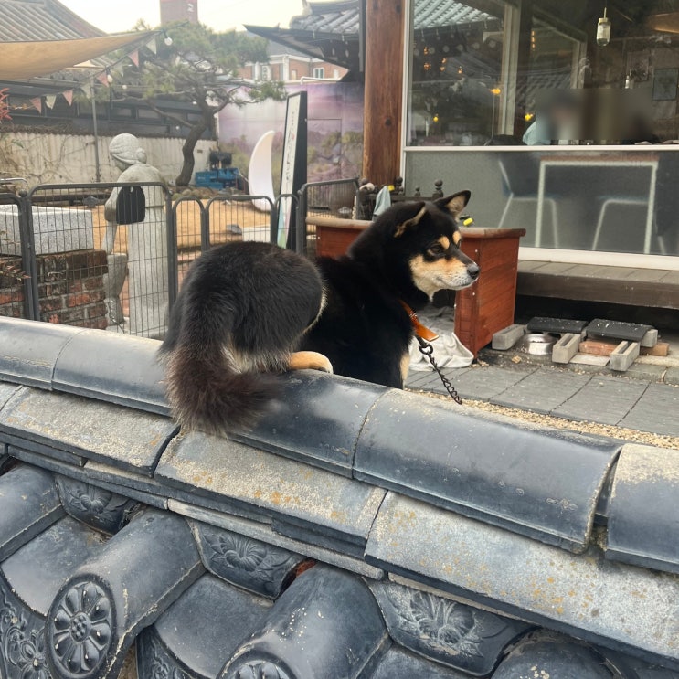  전주 한옥마을 유명한 교동석쇠불고기집 강아지 궁뎅이 시바견