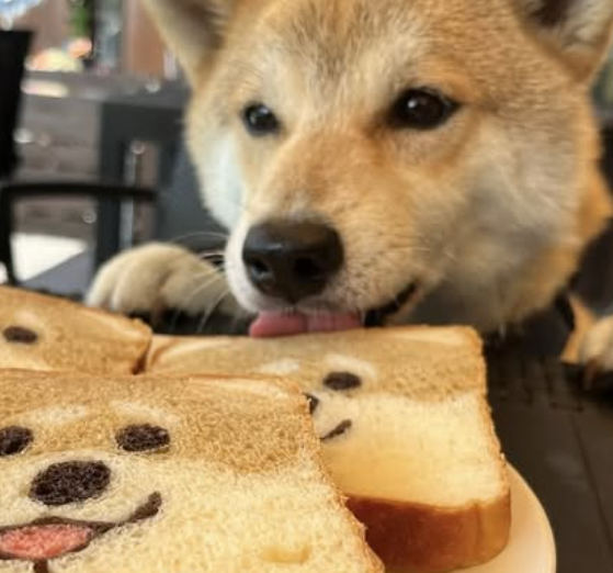  강아지 식빵 밀가루 먹어도 되나요?