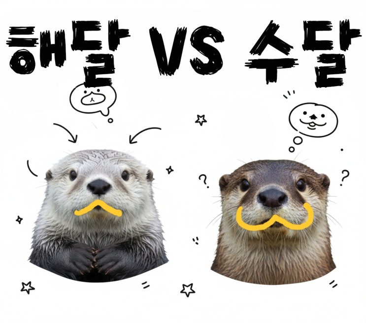  해달이 수달 아니야? 헷갈리지 말아요 단번에 알아맞히기 수달은 뽕주둥이