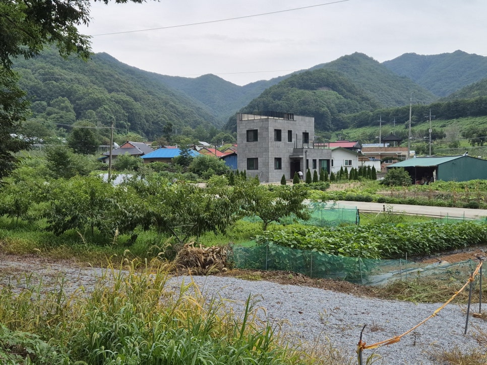 말골 사진 2