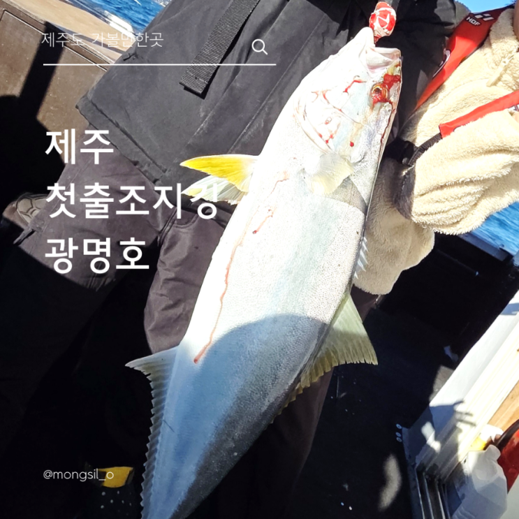  광명호 제주 지깅낚시 첫 조행기 ㅣ 부시리,줄삼치 터진날