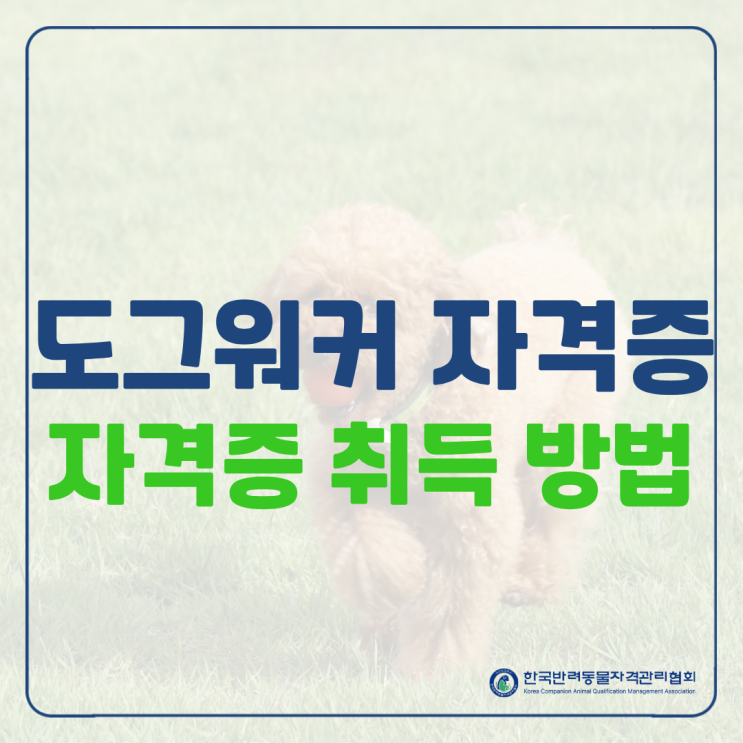 도그워커 자격증 취득, 산책 전문가로 시작하는 가장 확실한 방법