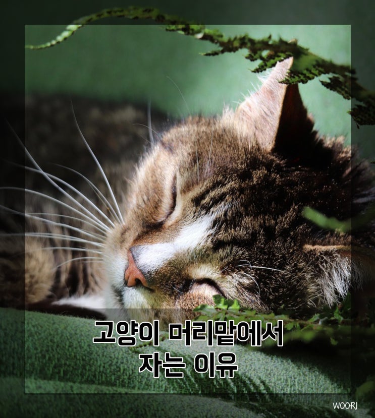  고양이 잠자리, 머리맡에서 자는 이유