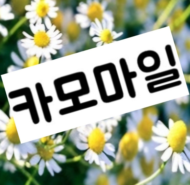  "카모마일 차 효능 완벽 가이드 | 매일 밤 카모마일 차 한 잔, 내 몸에 생긴 놀라운 변화 7가지 