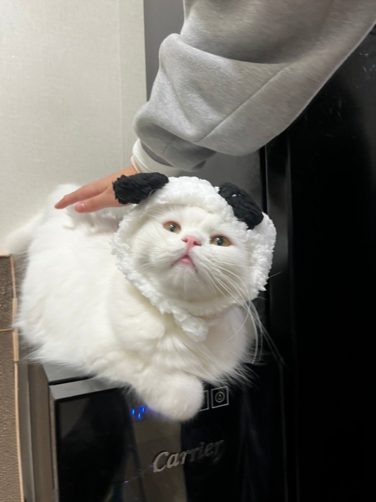  냥집마련