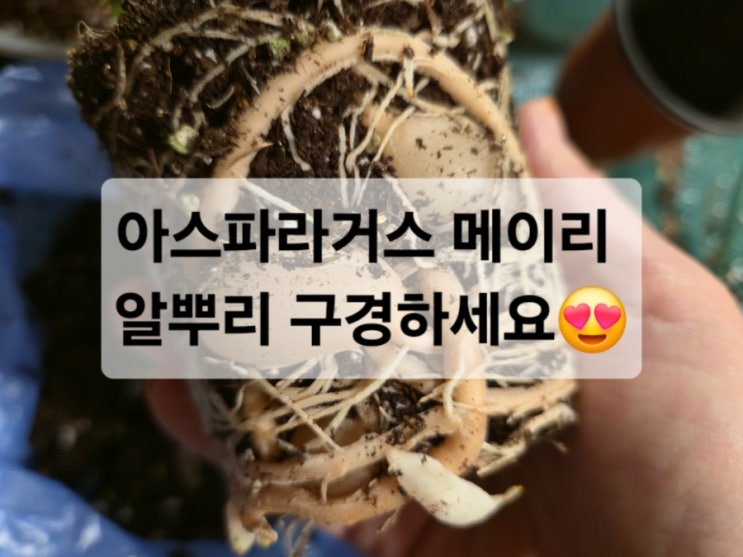  아스파라거스 메이리 뿌리 구경하세요