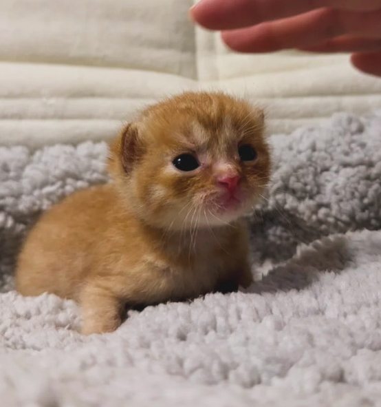  새끼 고양이 배변유도 배변실수 배변훈련 방법