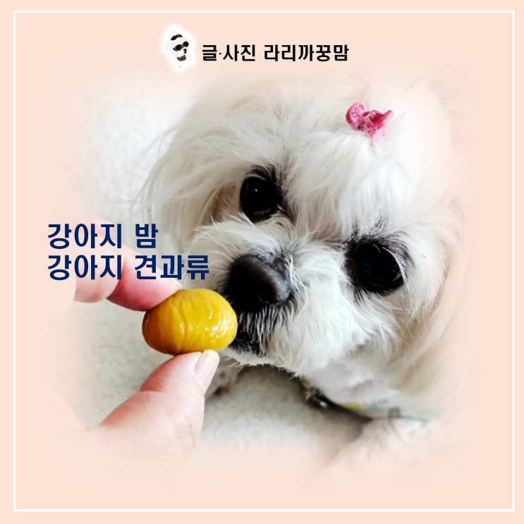  꿍이의 겨울철 별미! 강아지 밤 견과류 급여 총정리