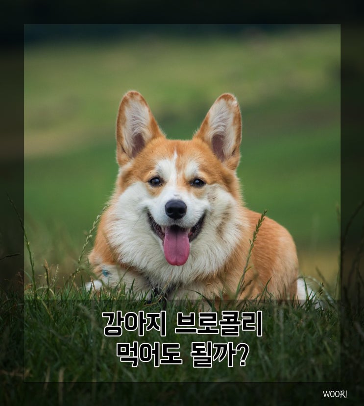  강아지 브로콜리 먹어도 될까?