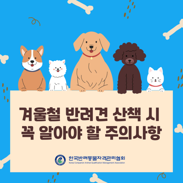  겨울철 반려견, 강아지 산책 시 꼭 알아야 할 주의사항