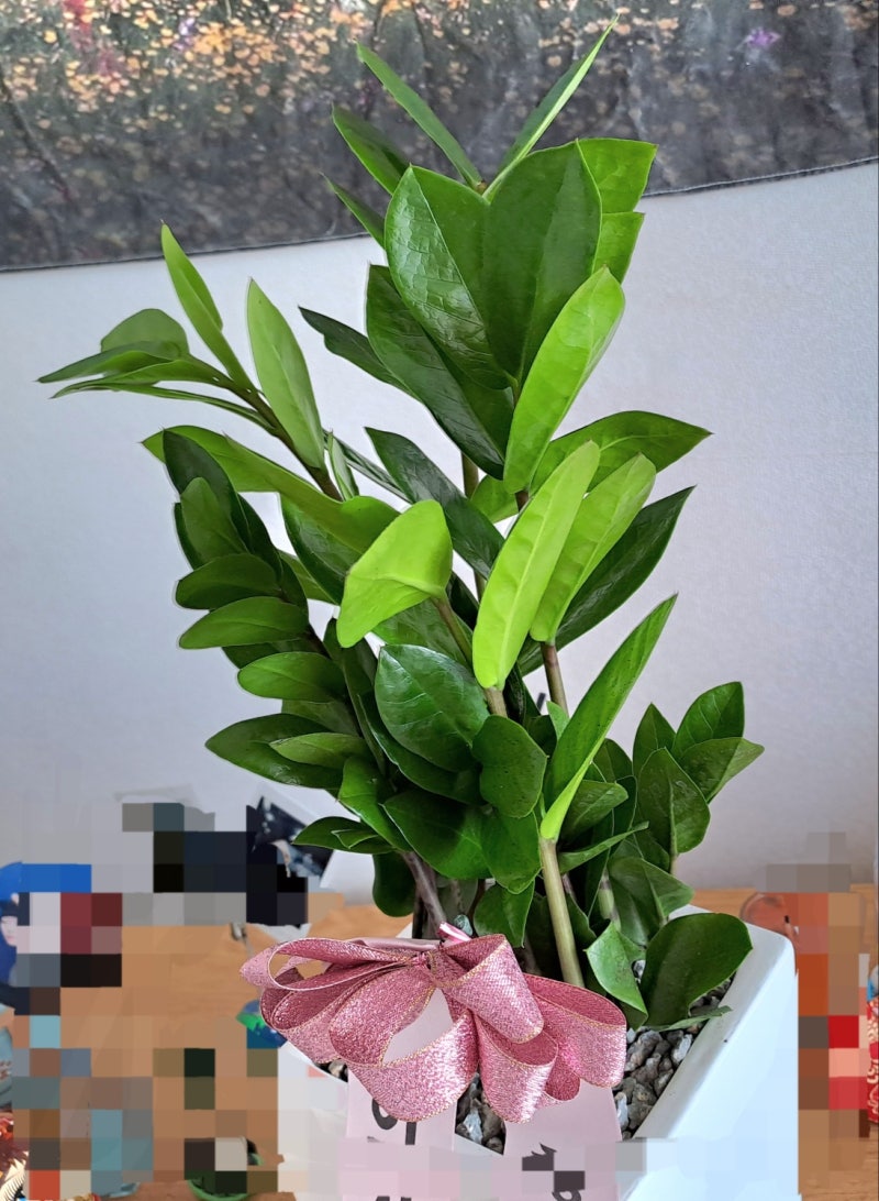 돈과 행운을 불러들이는 식물 “성공과 번영, 재물이라는 꽃말을 가진 보석금전수” 특징과 ....
