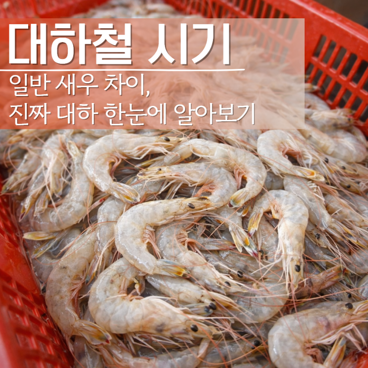  대하철 시기 기간 일반새우 차이점?