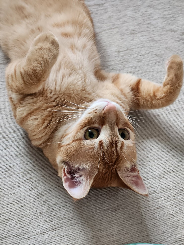  고양이 이름 추천 나라별 인기있는 순위 모음