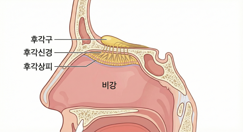 냄새 못 맡는 답답함, 코 막힘 때문일까요 뇌 신경 문제일까요?