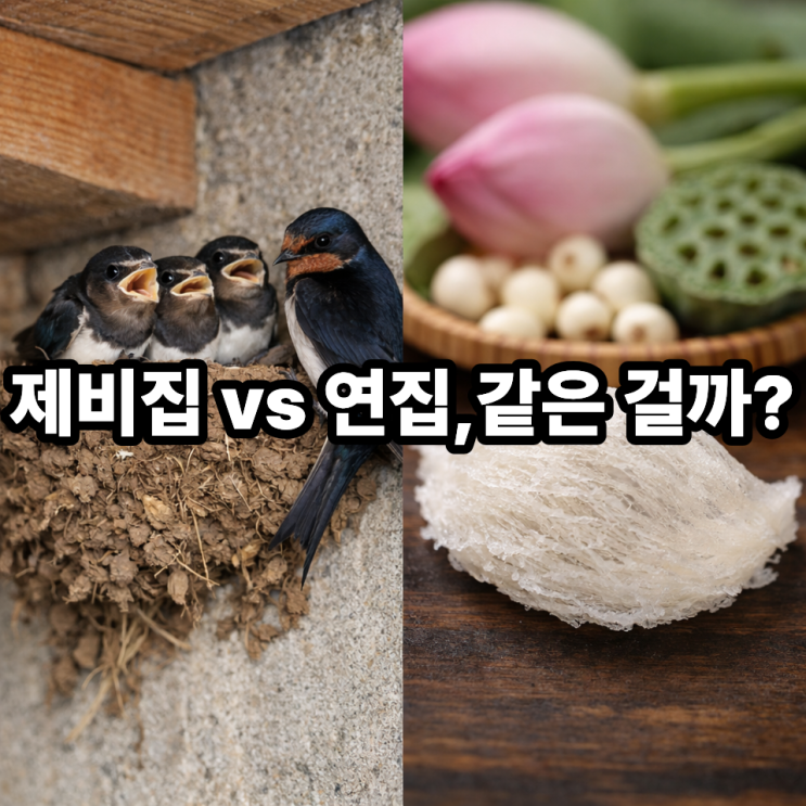  제비집과 연집의 차이｜헷갈리기 쉬운 명칭 한 번에 정리