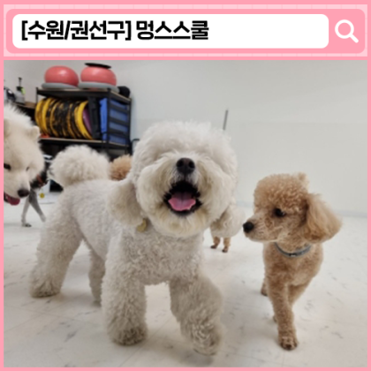 '멍스스쿨' 수원 애견유치원, 수원 애견훈련, 애견호텔