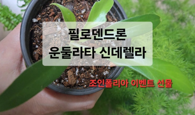  [조인폴리아 이벤트 선물 받아왔어요]운둘라타 신데렐라  키우기 총정리