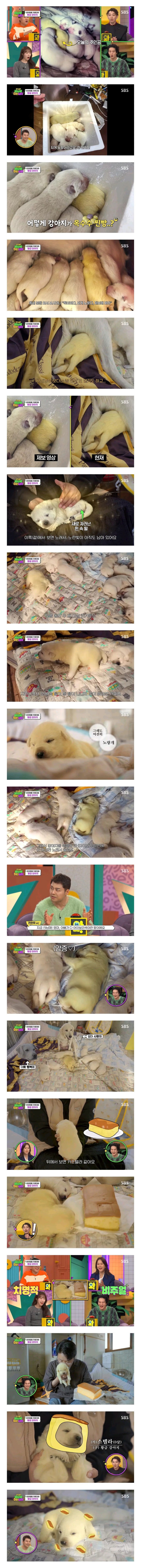  옥수수맛 강아지.jpg