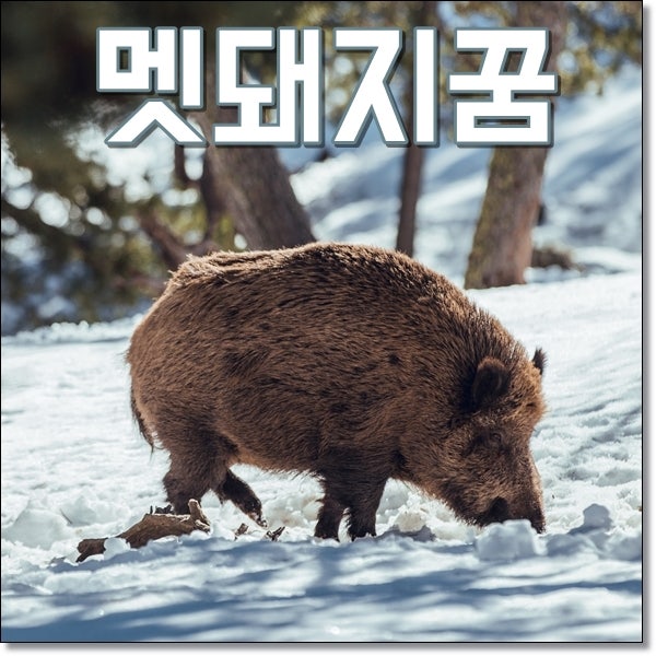 멧돼지꿈 해몽 여러마리멧돼지꿈 재물운 풀이