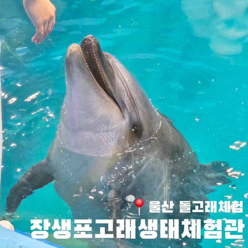 울산 돌고래체험 장생포고래생태체험관 돌고래쇼 꿀팁 직관 후기