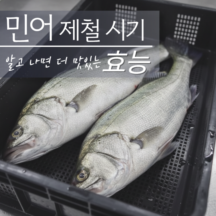  민어 제철 시기 언제? 효능까지