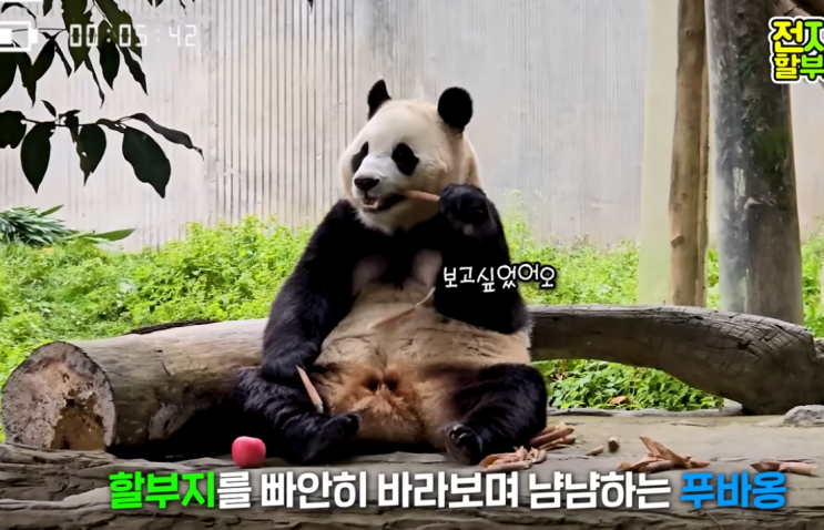  푸바오 근황 다시 돌아올 가능성은?