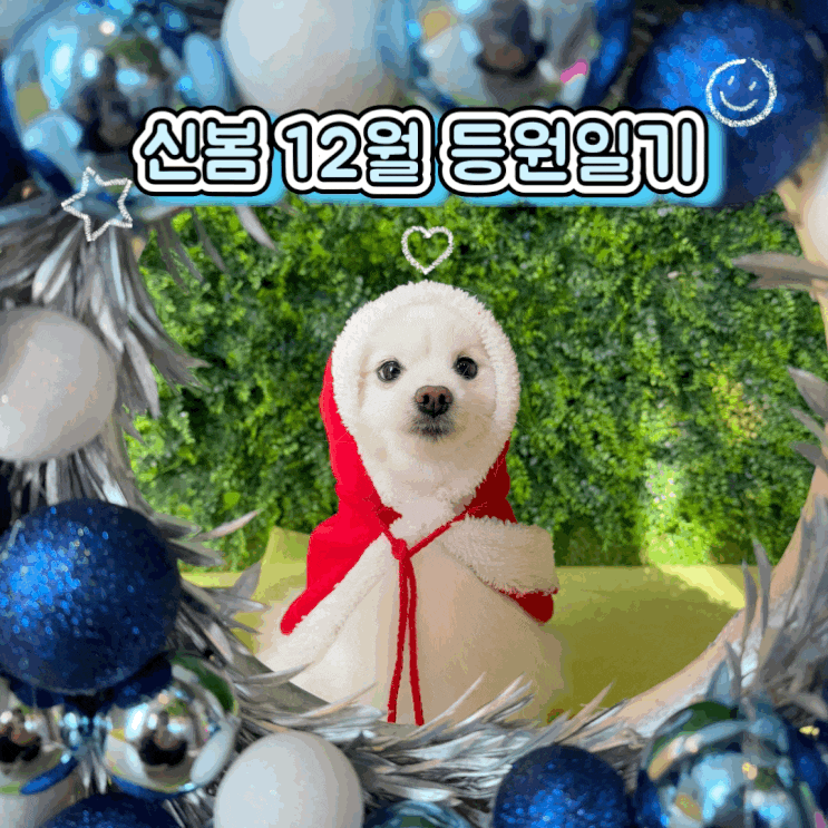  동탄 강아지 유치원 원더독 추운 겨울에도 신봄 12월 등원 일기