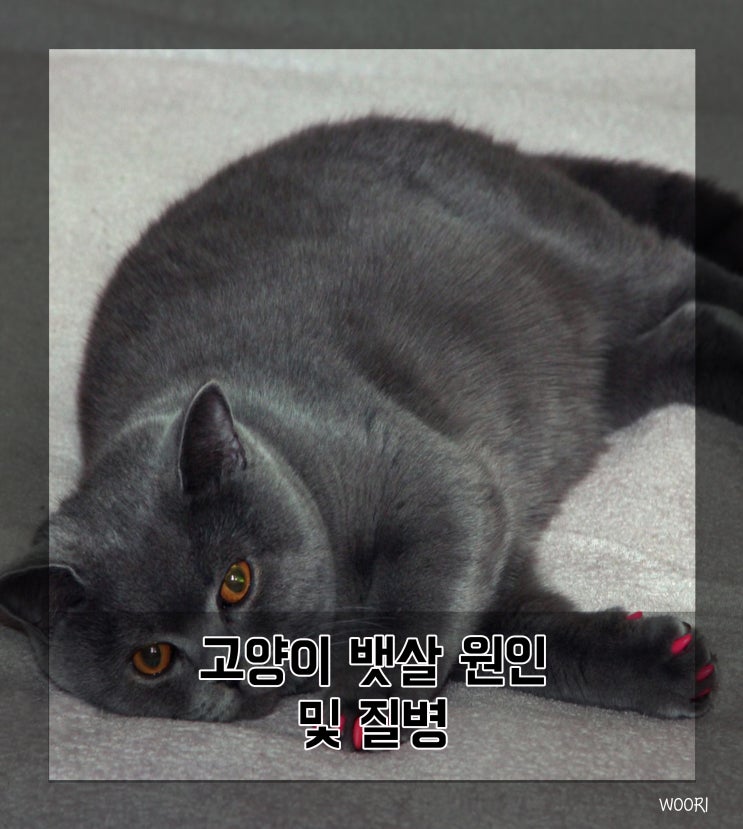  고양이 뱃살 나오는 원인과 질병