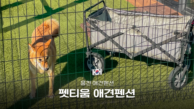 펫티움애견펜션