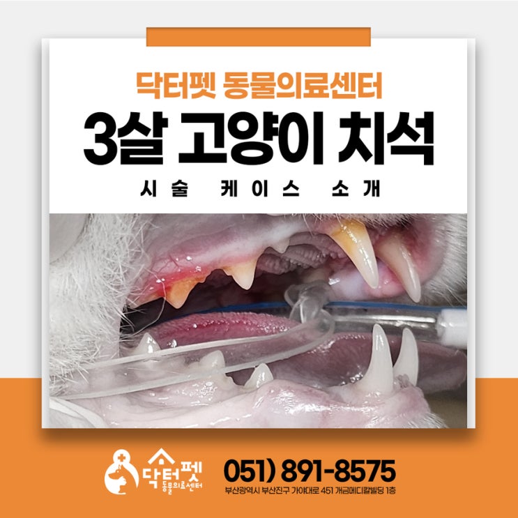  3살 고양이 이거 치은염 때문일까 FORL 때문일까? 부산 치과방사선 동물병원