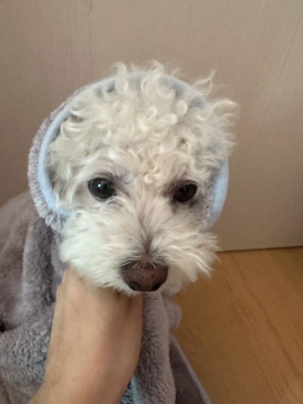 애견셀프목욕