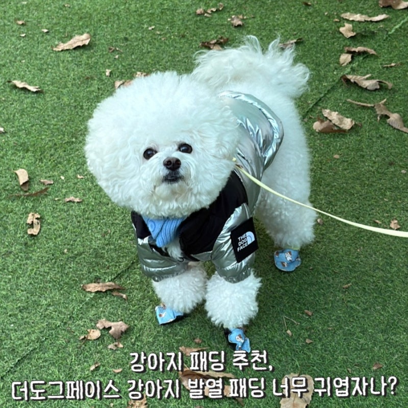강아지 패딩 추천,  더도그페이스 강아지 발열 패딩 너무 귀엽자나?