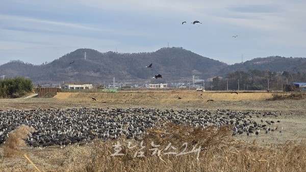  서식지 넓혀가는 순천만 흑두루미... 갈대숲 탐방로에서 흑두루미 만난다