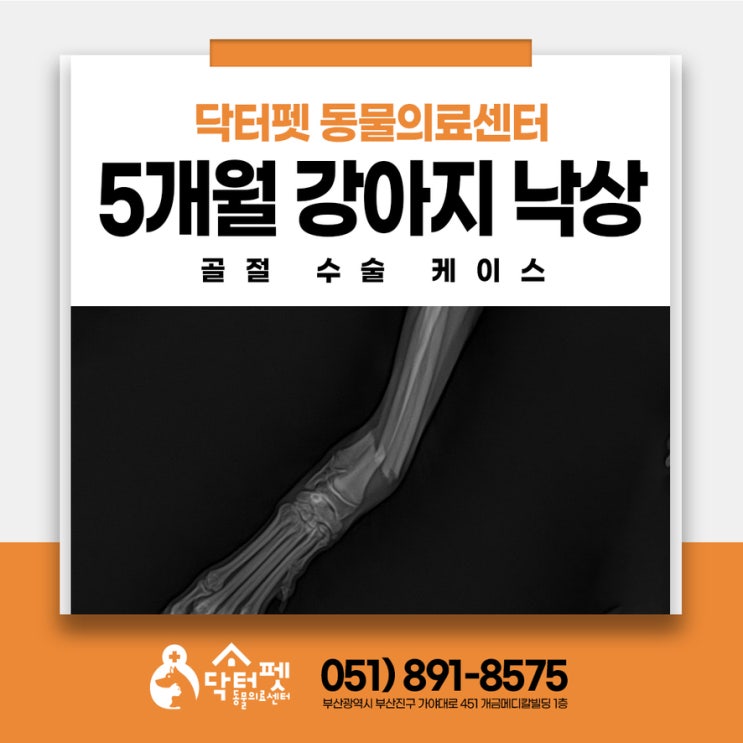  5개월령 강아지 낙상 골절수술 동물병원