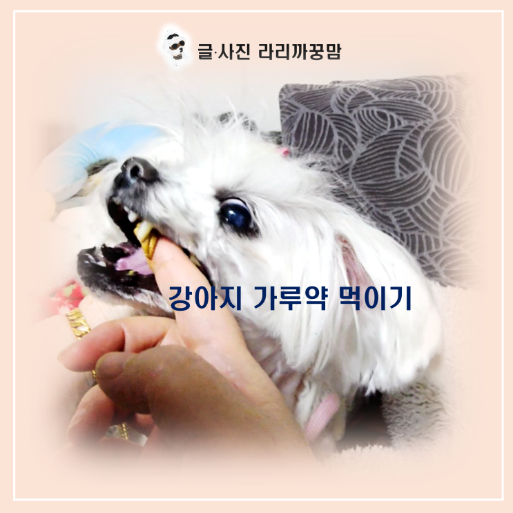  쓴 가루약도 낼름 먹는 비법 공개, 강아지 가루약 먹이기 꿀팁