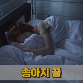 송아지꿈 태몽일까 길몽일까 실제 해석 모음