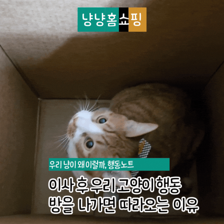  이사 후 집사가 방을 나가면 왜 한 마리만 따라올까? 고양이 행동으로 보는 이유