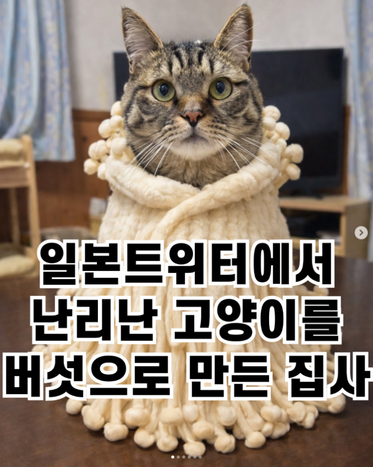  일본 트위터에서 난리난 고양이들